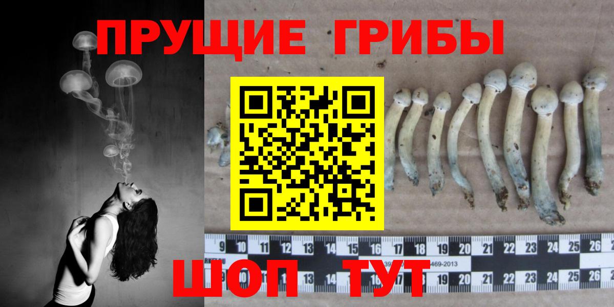 Красноярск  даркнет сайт  Вход с VPN  Псилоцибиновые грибы MAGIC MUSHROOMS 